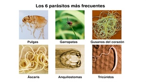 La vida de los parasitos y nosotros
