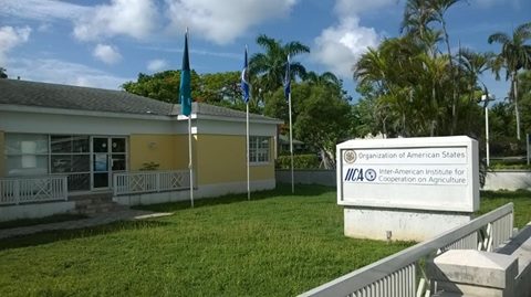 OAS Office in The Bahamas (Commonwealth of)